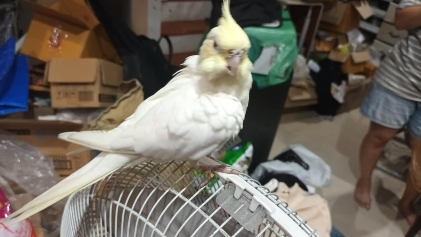 ตามหาเจ้าของนก 