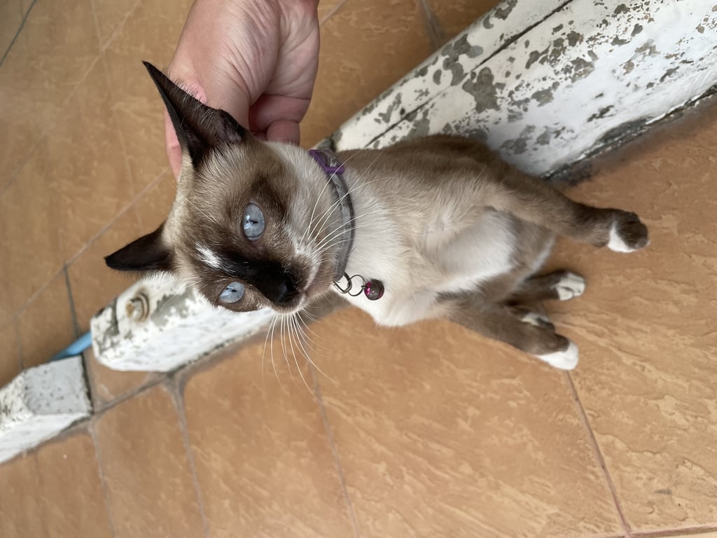 ตามหาเจ้าของแมว 