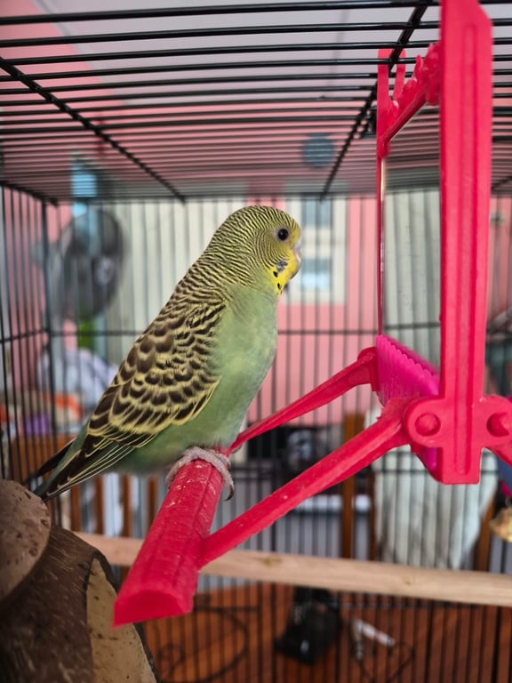 กีวี่