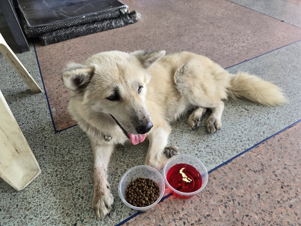 ตามหาเจ้าของหมา น้องสุภาพเชื่อง