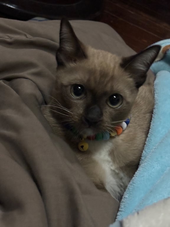 เห็ดหอม