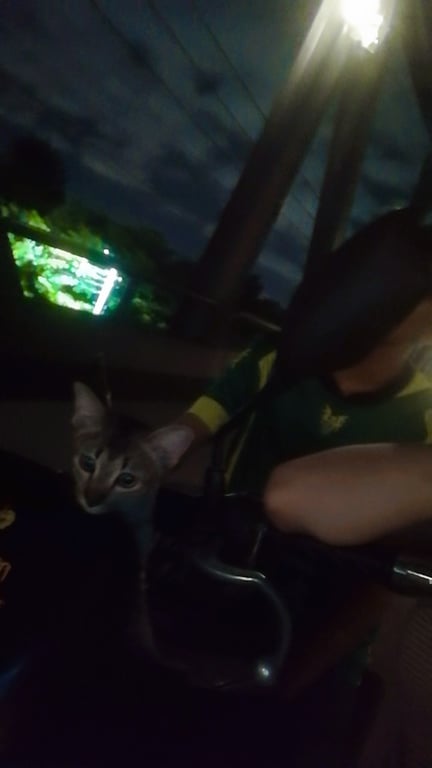 สำลี