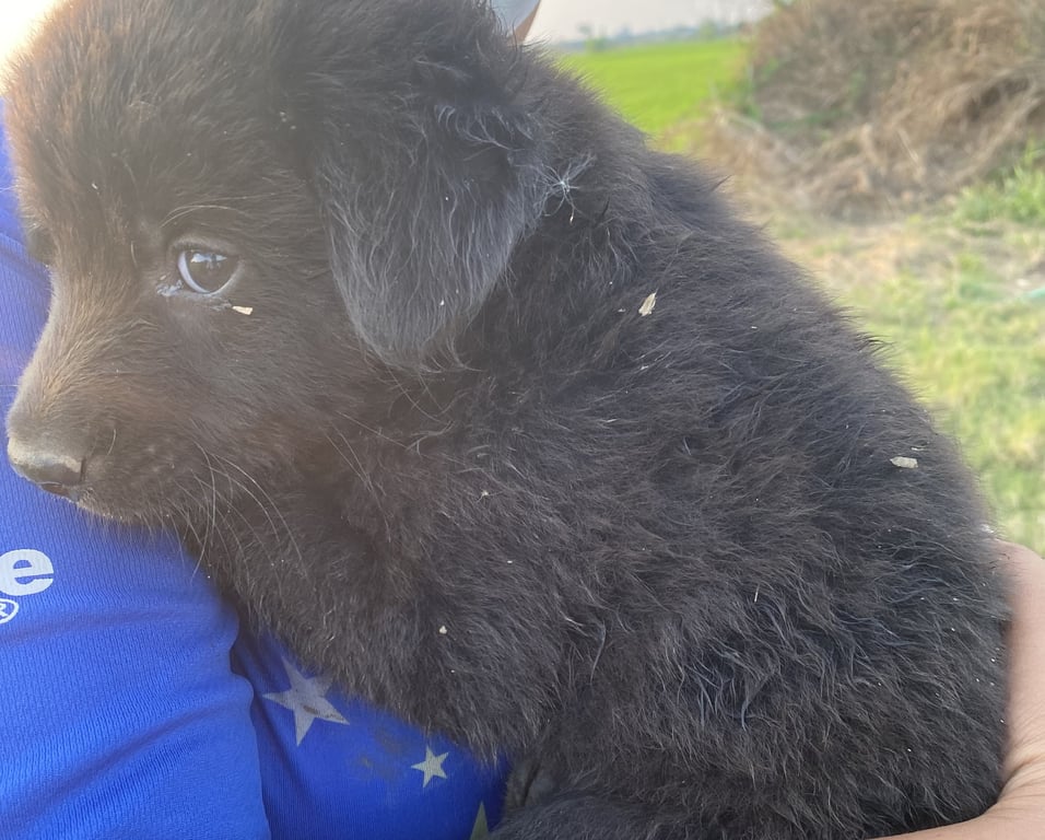 ตามหาเจ้าของหมา ตามหาครอบครัวที่อบอุ่นที่สามารถอุปการะน้องทั้งครอบครัว เเม่หมา 1 ลูกหมา 5 วัยกำลังน่ารักมากค่ะ มีพี่สาวที่เจอน้องอีกท่านนึงพร้อมอาสาจับ เเละออกค่าทำหมันให้เเม่หมาด้วยค่ะ น้องอยู่ใต้สะพานลอยเป็นเดือนเเล้ว เมตตาน้องด้วยค่ะ🙏