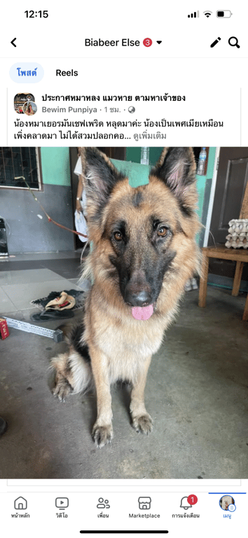 ตามหาเจ้าของหมา เป็นหมาแม่ลูกอ่อน น่าจะยังให้นมลูกอยู่ ค่อนข้างผอม ไม่ดุ แต่ยังดูตื่นตกใจอยู่