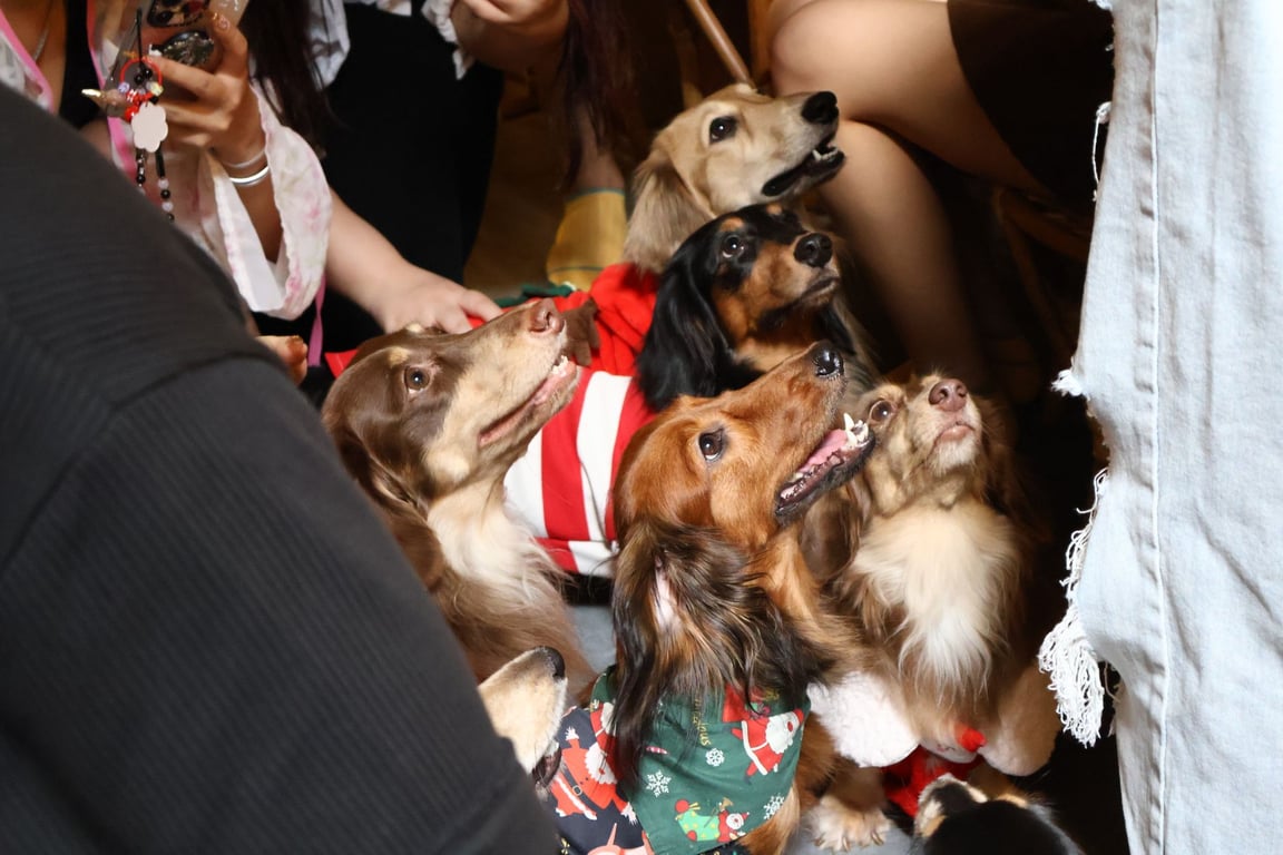 Dog Story ปี 2 ยิ่งใหญ่ที่เดอะเซอร์เคิล ราชพฤกษ์ สวรรค์ของคนรักหมา