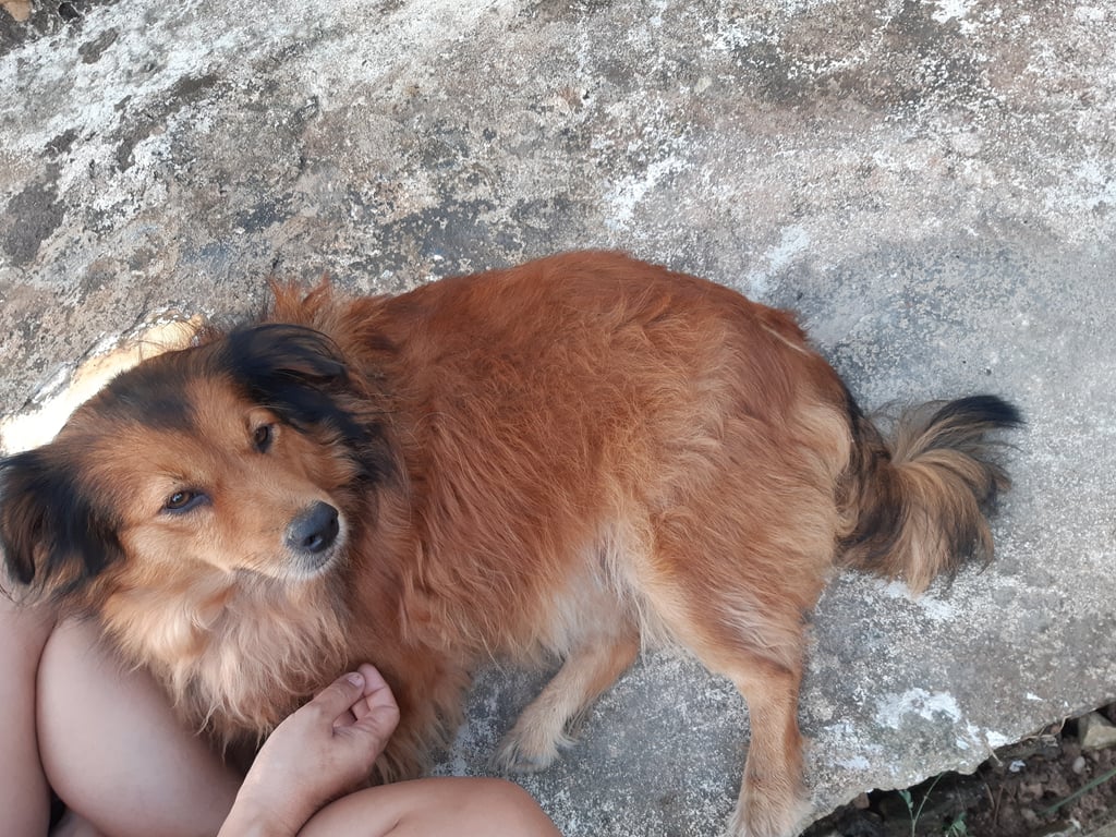 ตามหาเจ้าของหมา สีน้ำตาลเพศเมียคุ้นกับคนมาก ห่างตัวไม่ได้เลย ร้องหาตลอด ตัวอ้วนมากทัหมันแล้ว