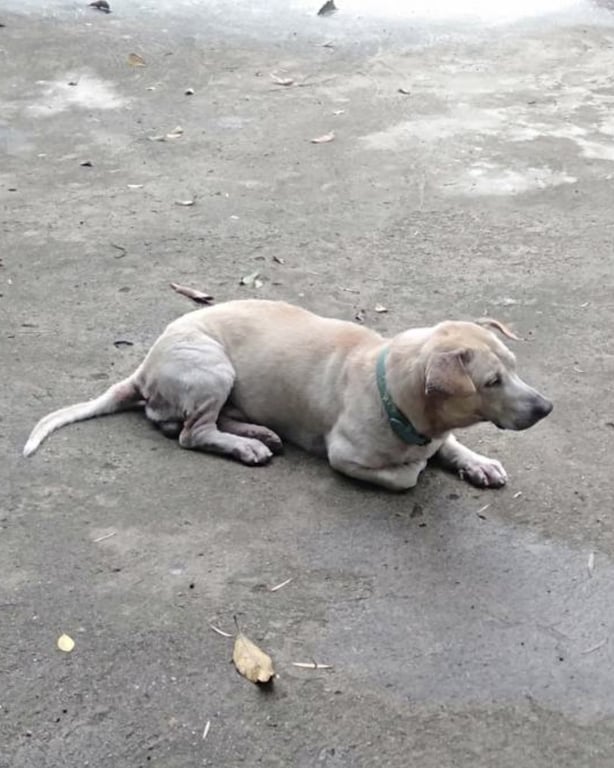 ลาเต้