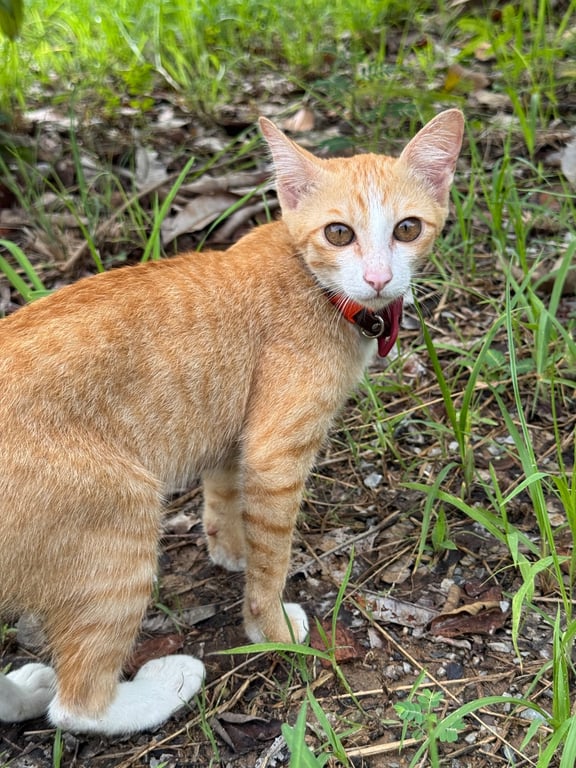 ไทย