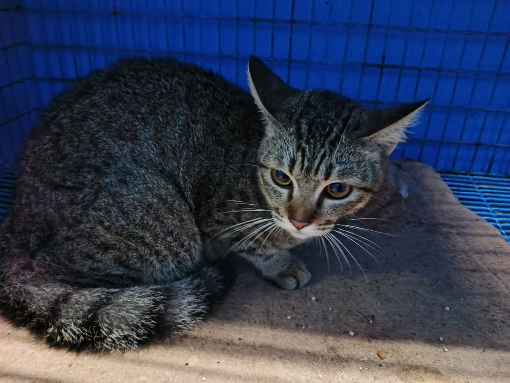 ตามหาเจ้าของแมว เจอท้ายคลองสี่ คลองหลวงเส้นเชื่อมไปอยุธยา น้องอยู่ตัวเดียวกลางถนน