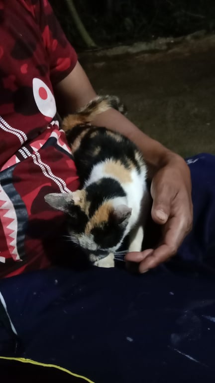 ตามหาเจ้าของแมว เคยมีเจ้าของมาตามหาเอารูปไห้ดูก่อนหน้าที่จะเจอครับ