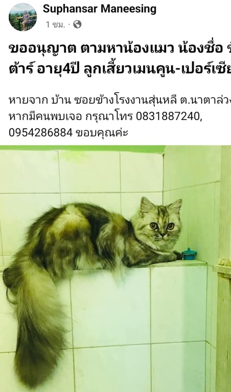 ชีต้า