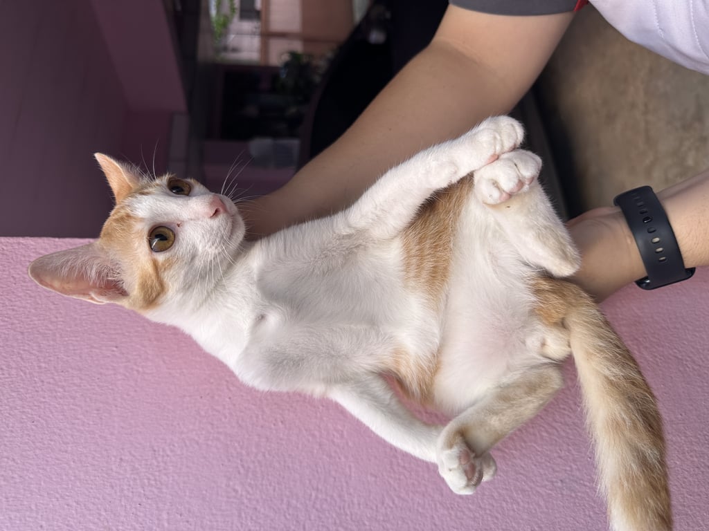 ตามหาเจ้าของแมว 📌 ขออนุญาตินะคะ หาผู้อุปการะ เด็กๆ ค่ะ 🐈  
แมวเพศผู้ ทั้งหมด อายุ 5 เดือน 
ฟรีนะคะ ส่งถึงที่ได้ บริเวณใกล้เคียง  รังสิต ประทุม ดอนเมือง หรือ ระแวกใกล้เคียง ค่ะ  ฟรีนะคะ 
 เจ้าของหอพัก ไม่ให้เลี้ยง หาบ้านให้น้องไม่ได้สักที   🥺 ฝากเอ็นดู เด็กๆ ด้วยนะคะ  🫶🏻🙇🏻‍♀️
📌📌📌 ทักแชทได้เลยนะคะ  ไม่ต้องเกรงใจค่ะ ยินดีมากๆค่ะ ขอบคุณนะคะ