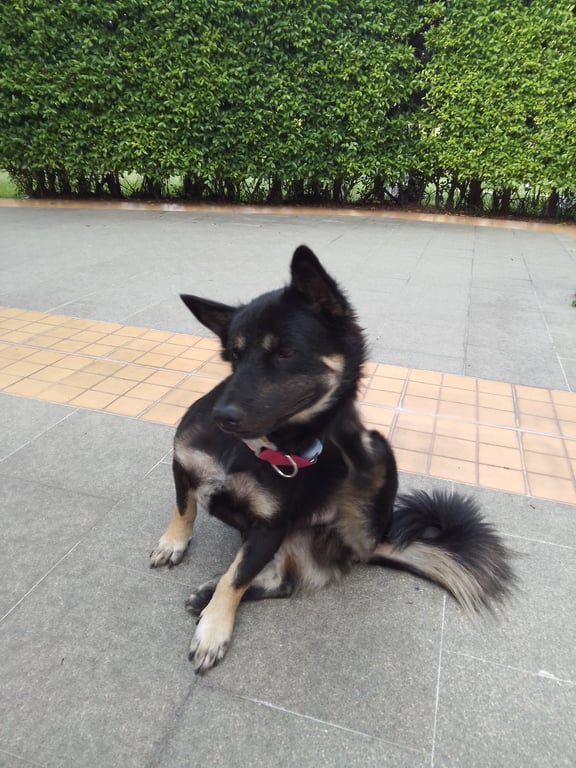 ตามหาเจ้าของหมา น้องเดินตามลูกค้าฝรั่งมาจาก บขส ในเมืองภูเก็ต