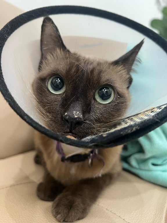 โรงพยาบาลสัตว์เพ็ทวิชั่น (Pet Vision Hospital)