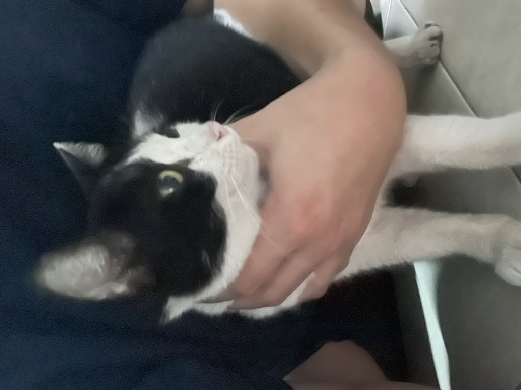 ตามหาเจ้าของแมว สีดำขาว เพศเมีย อายุน่าจะไม่เกิน1ปีหรือ1ปีเศษๆ