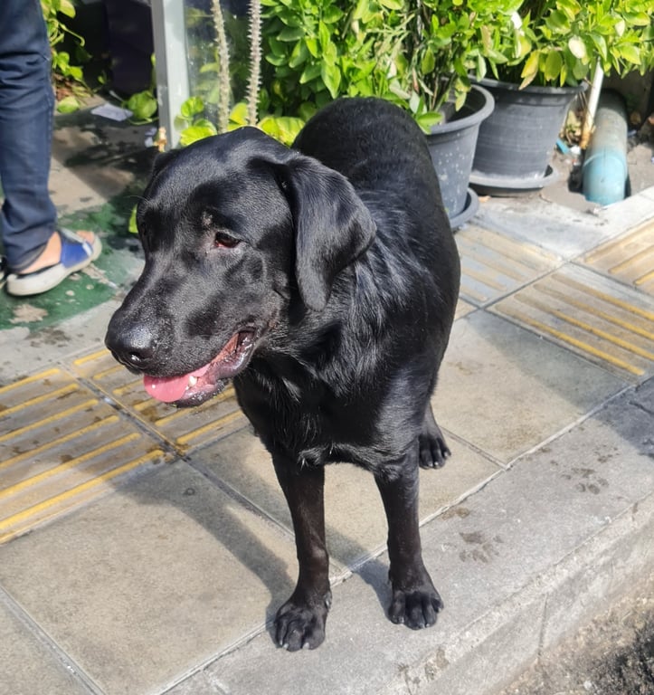 ตามหาเจ้าของหมา น้องตัวดำเพศผู้ ขนสวย สุขภาพดี น้องตัวใหญ่