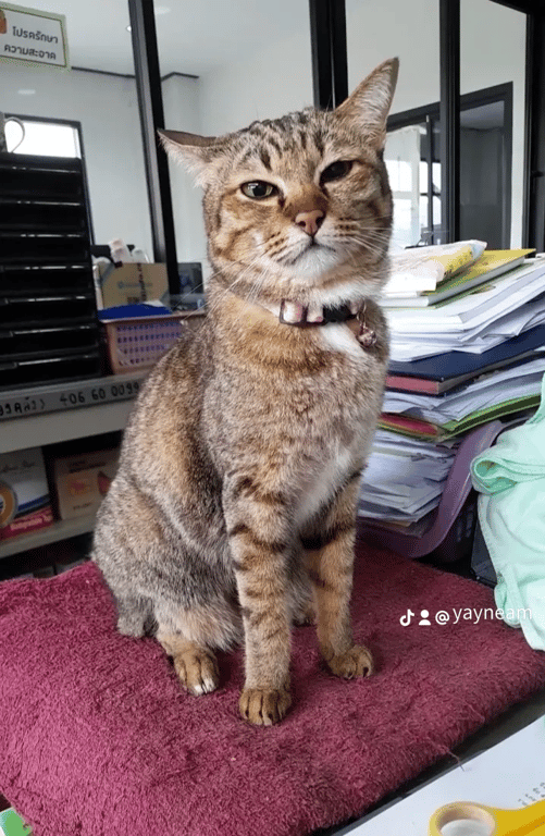แง๊บ