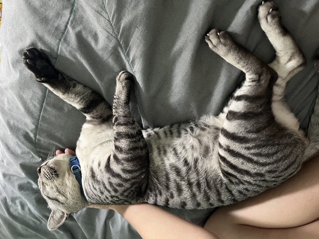 ตามหาเจ้าของแมว ลายสลิดเพศผู้มีปลอกคอสีน้ำเงินปลายหางม้วน ปลายเขี้ยวหัก