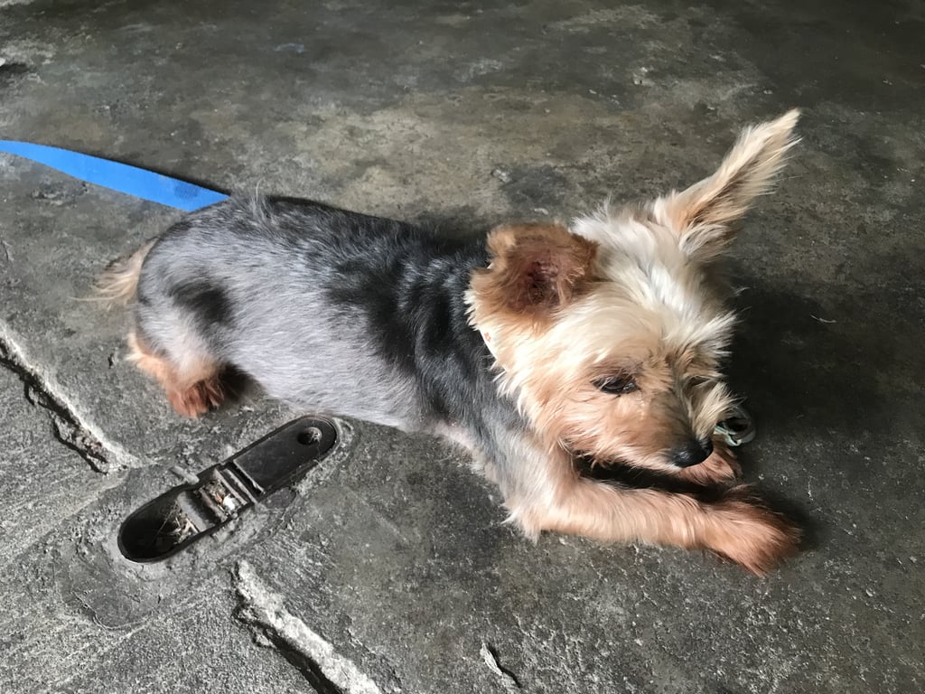 ตามหาเจ้าของหมา หน้ากับขาน้องมีสีน้ำตาลขนสีดำ