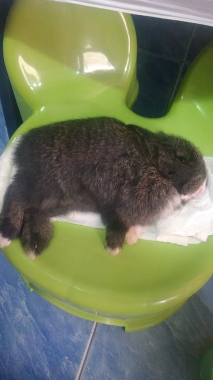 โรงพยาบาลสัตว์เมืองเชียงราย Mueang Chiangrai Pet Hospital