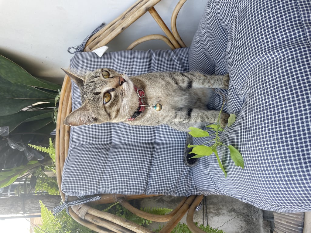 ตามหาเจ้าของแมว เชื่อง ติดคน อายุประมาณ 5-6 เดือน