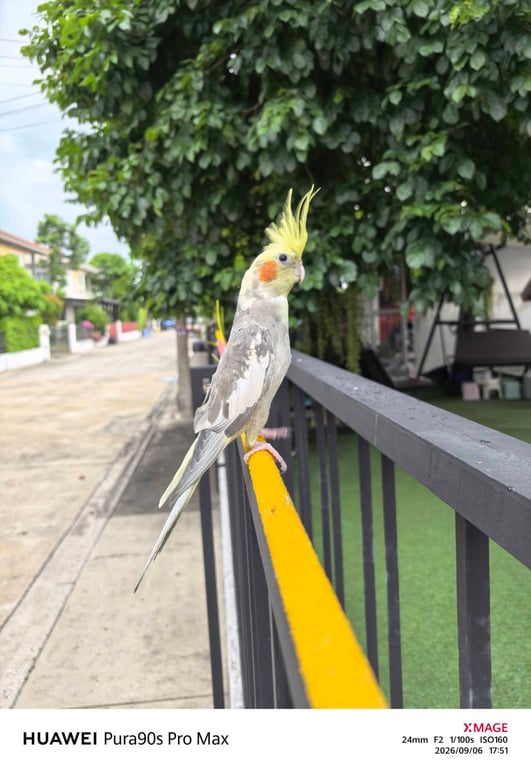 เทาเทา