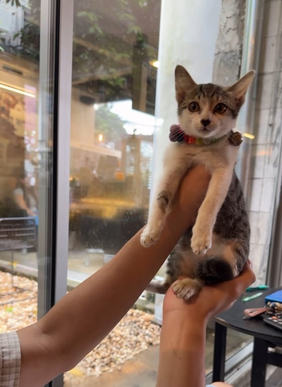 ตามหาเจ้าของแมว น้องยังเด็กน่าจะประมาณ3เดือนกว่า