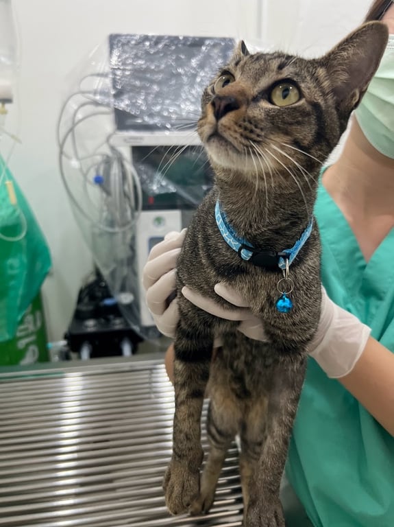 โรงพยาบาลสัตว์เหมืองเพ็ท Mueang Pet Hospital