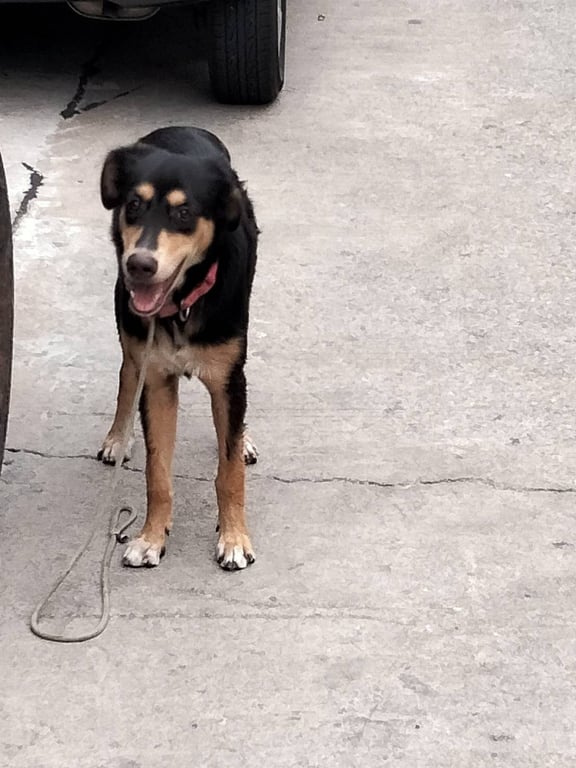 ตามหาเจ้าของหมา 