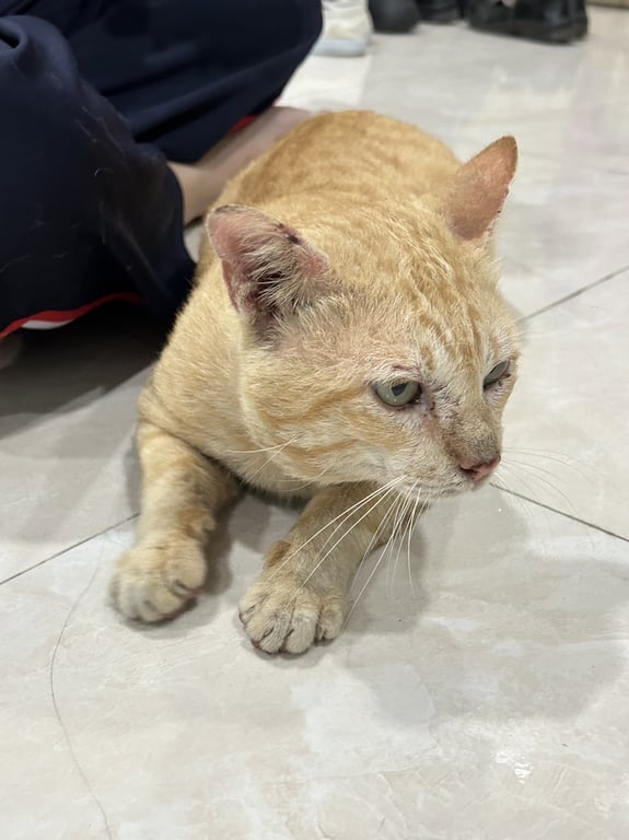 ตามหาเจ้าของแมว จมูกชมพู