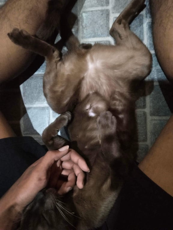 ตามหาเจ้าของแมว น้องเชื่องมาก เดินตามตลอด หน้าดำๆ ขี้อ้อน หางยาว อายุน่าจะ1ปีขึ้นไป