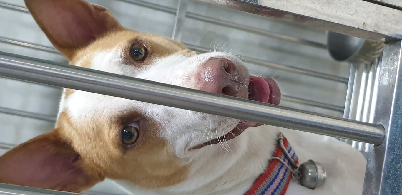 ตามหาเจ้าของหมา 