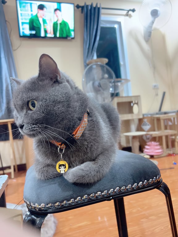 ทาเก้น