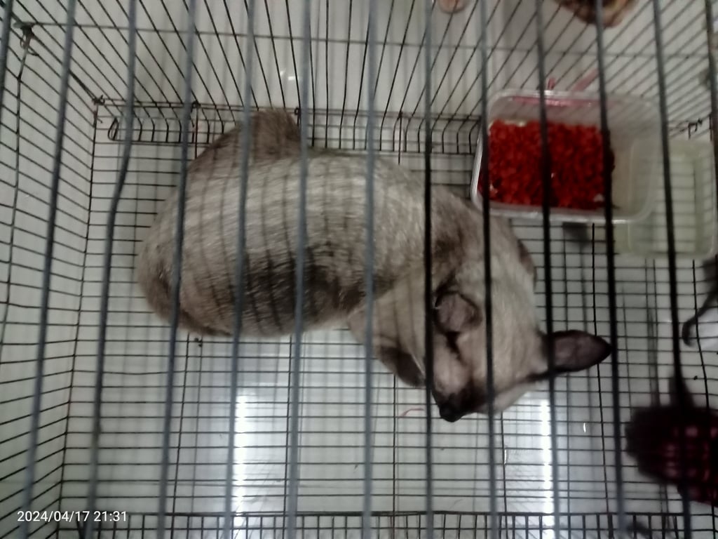 ตามหาเจ้าของแมว ตอนนี้อยู่แถวซอยบุญคุ้ม  ลำลูกกา รังสิต
เห็นเค้าแจ้งมาว่าหลงเป็นเดือนแล้ว