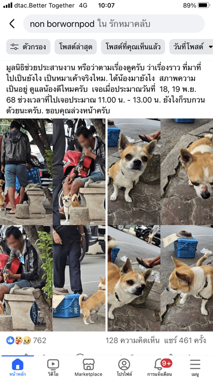 ตามหาเจ้าของหมา ชิวาว่า สีขาว ปบน้ำตาล หูตั้ง ตาโตดำ เหนือจมูกมีแผลแดง