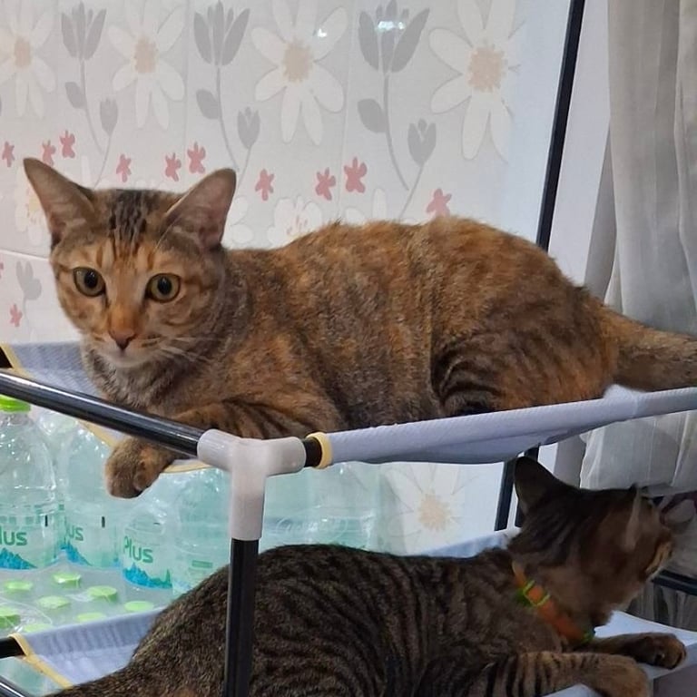 จิ๋วหลิว