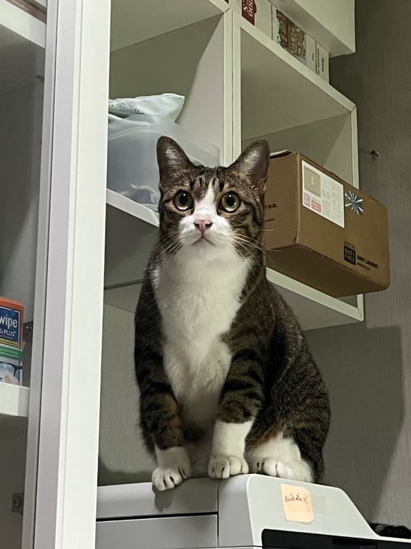 โคโค่