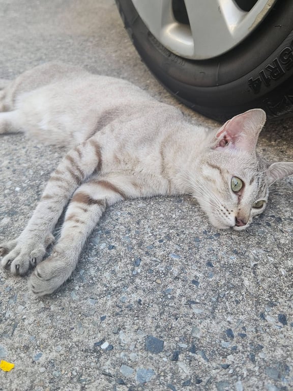 ตามหาเจ้าของแมว มี่ผู้พบเห็น บริเวณ ตึกน้ำ จ.ชลบุรี 
 มาทานอาหาร ไม่พบเจ้าของ