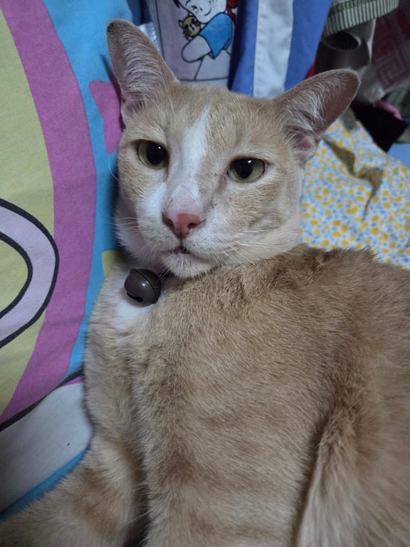 ชานม