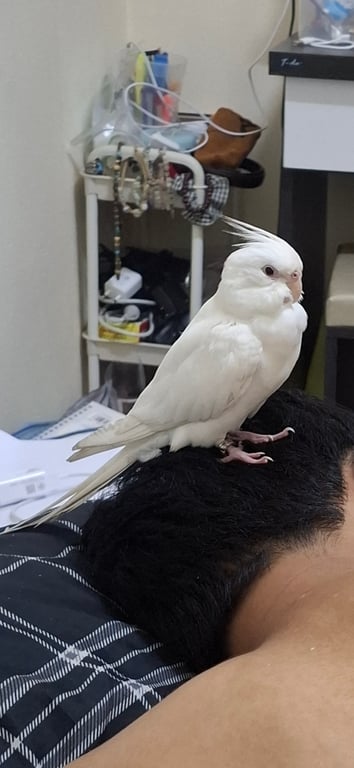 เทล (Tail)