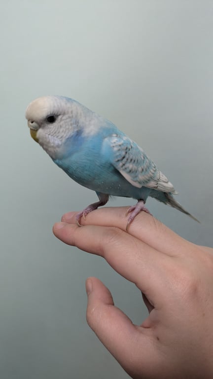 กุกกิ๊ก