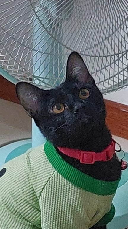 ไข่ตุ๋น