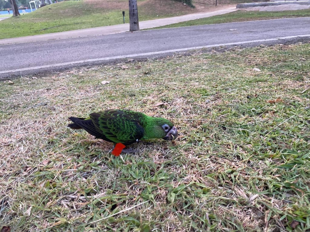 ตามหาเจ้าของนก 