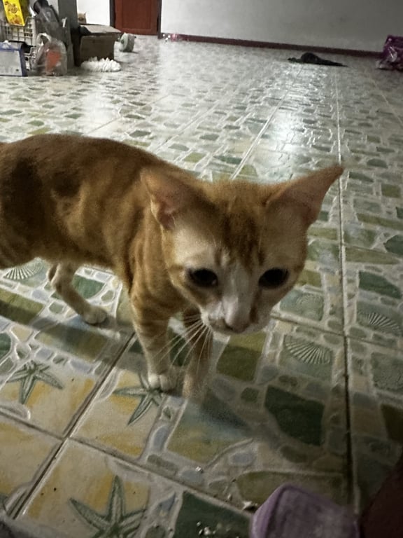 ข้าวปั้น