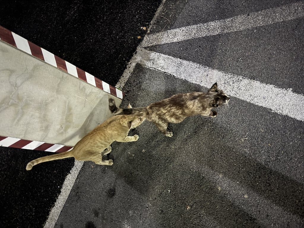 ตามหาเจ้าของแมว เชื่อง สีเปรอะ หางยาว