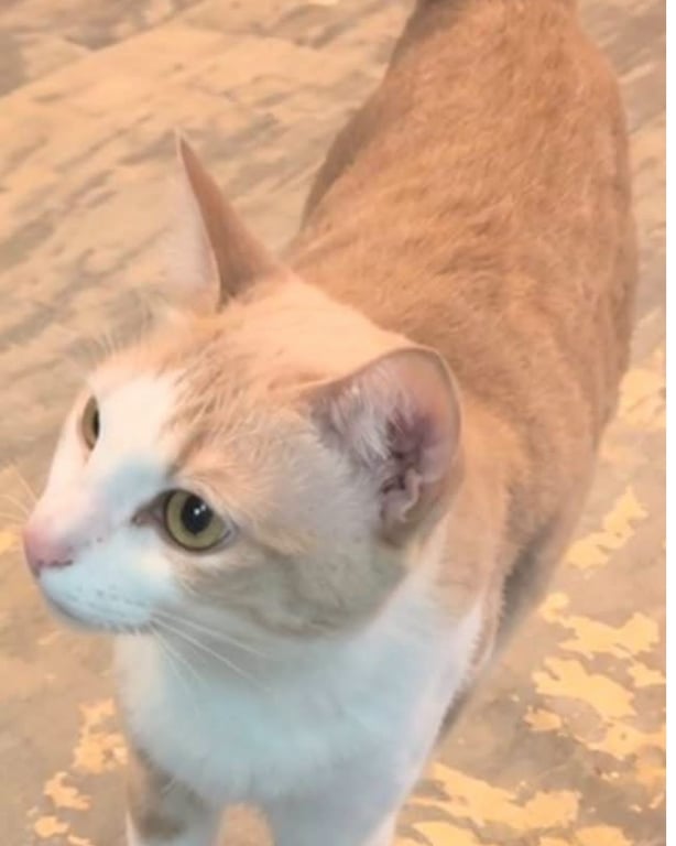 น้องครีม