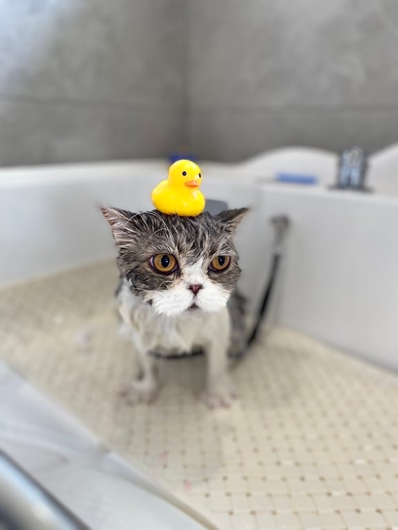 โรงพยาบาลสัตว์ฮาโตะ สาขาพัฒนาการ Hato Animal Hospital Phatthanakan