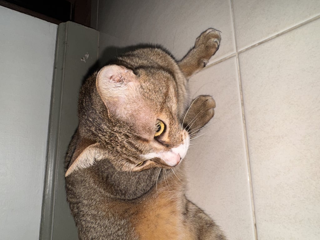 ตามหาเจ้าของแมว เจอวันฉลองปีใหม่ 1 มกรา 68