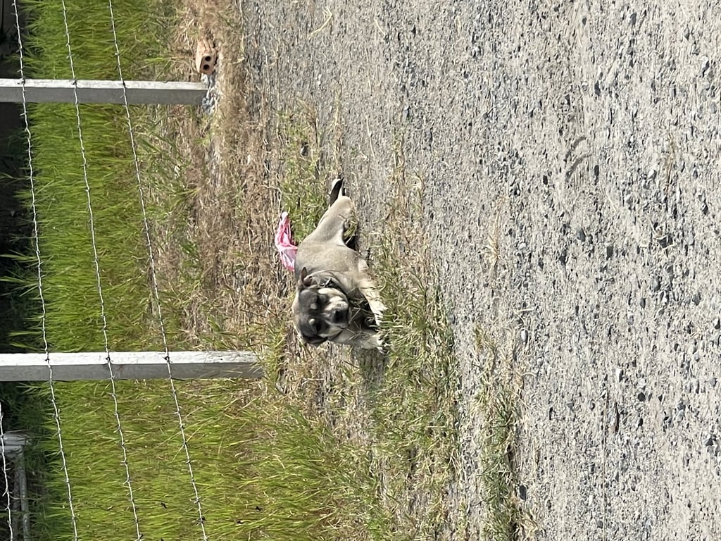 ตามหาเจ้าของหมา น้องเดินหลงทางมาจากที่ไหนไม่รู้มาอยู่ที่นี่1อาทิตย์แล้วปลอกคอไม่มีชื่อเจ้าของไม่รู้จะตามหาเจ้าของน้องยังไงดีถ้าใครเป็นเจ้าของน้อง น้องหลงมาอยู่ตรงข้ามร้านซ่อมรถมอเตอร์ไซต์นะคะ