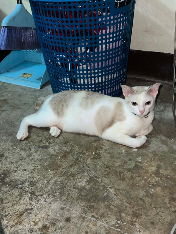 แนมแนม